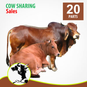 20Part Shopcity Cow Sharing, More Meat At Huge Discount